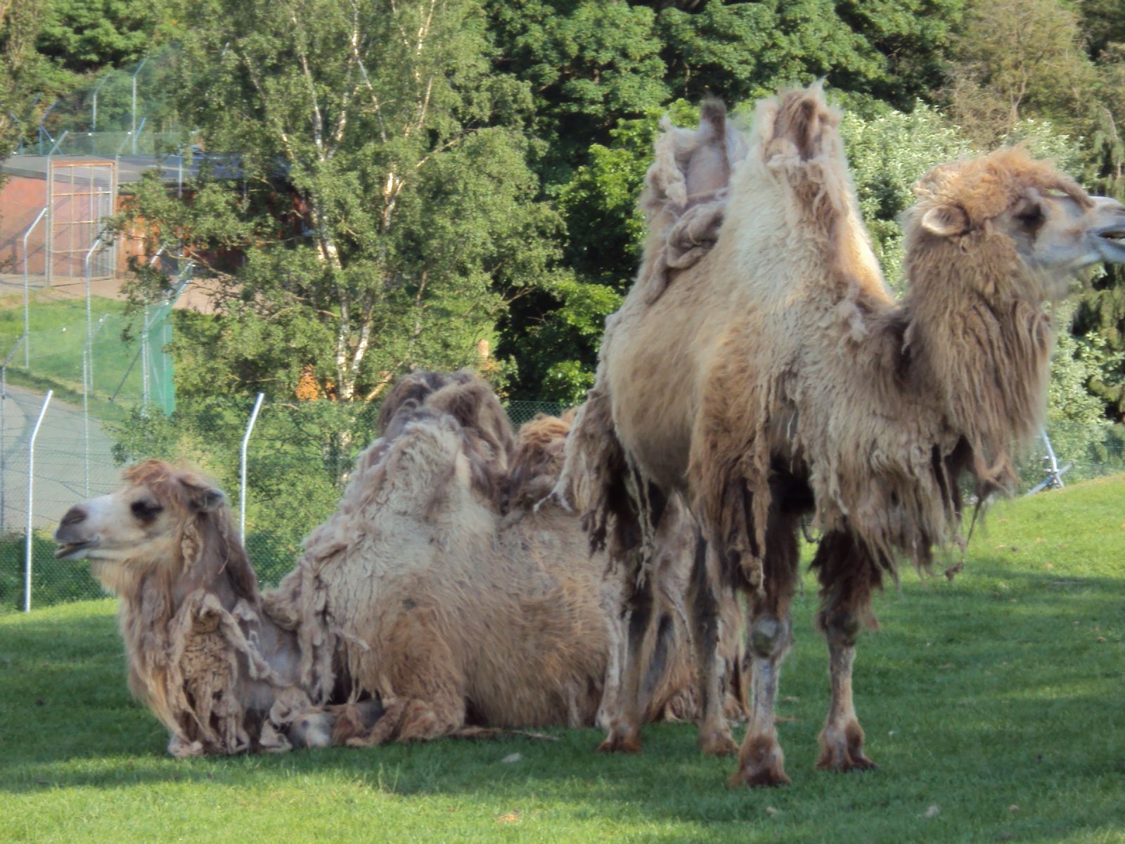 West Midland Safari Park